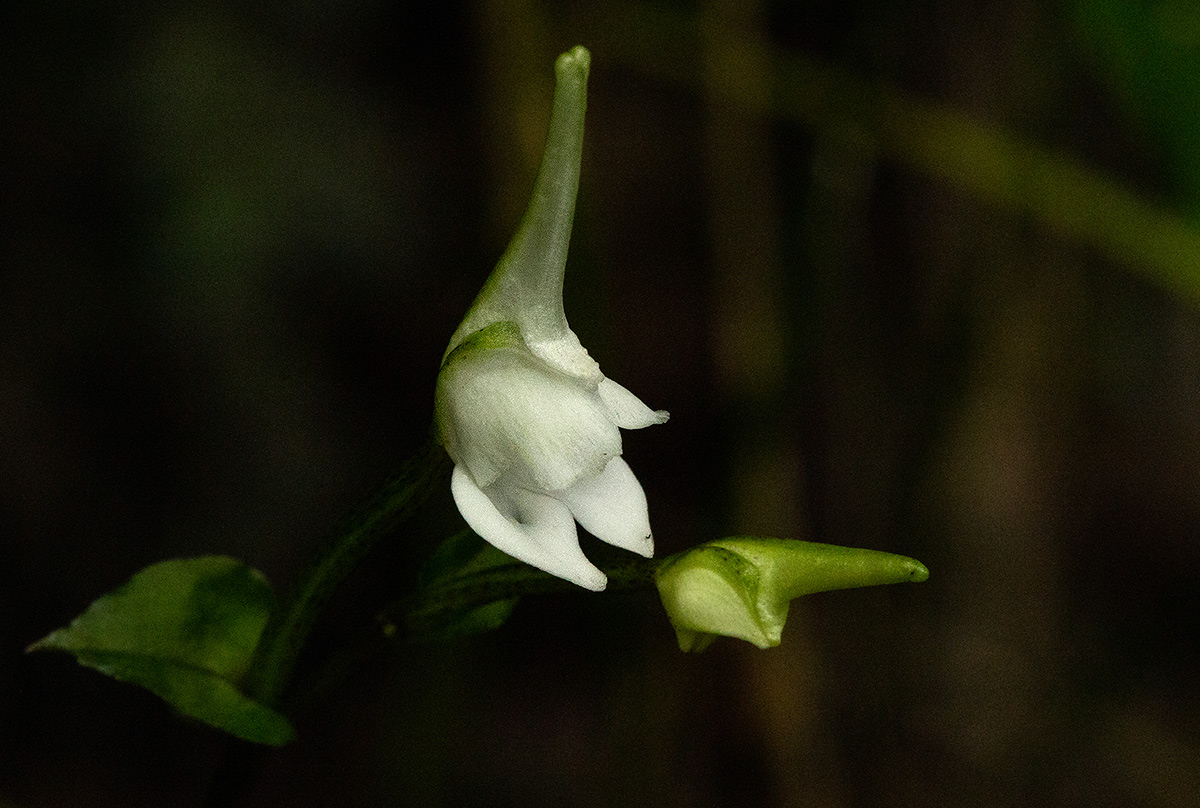 Disperis anthoceros