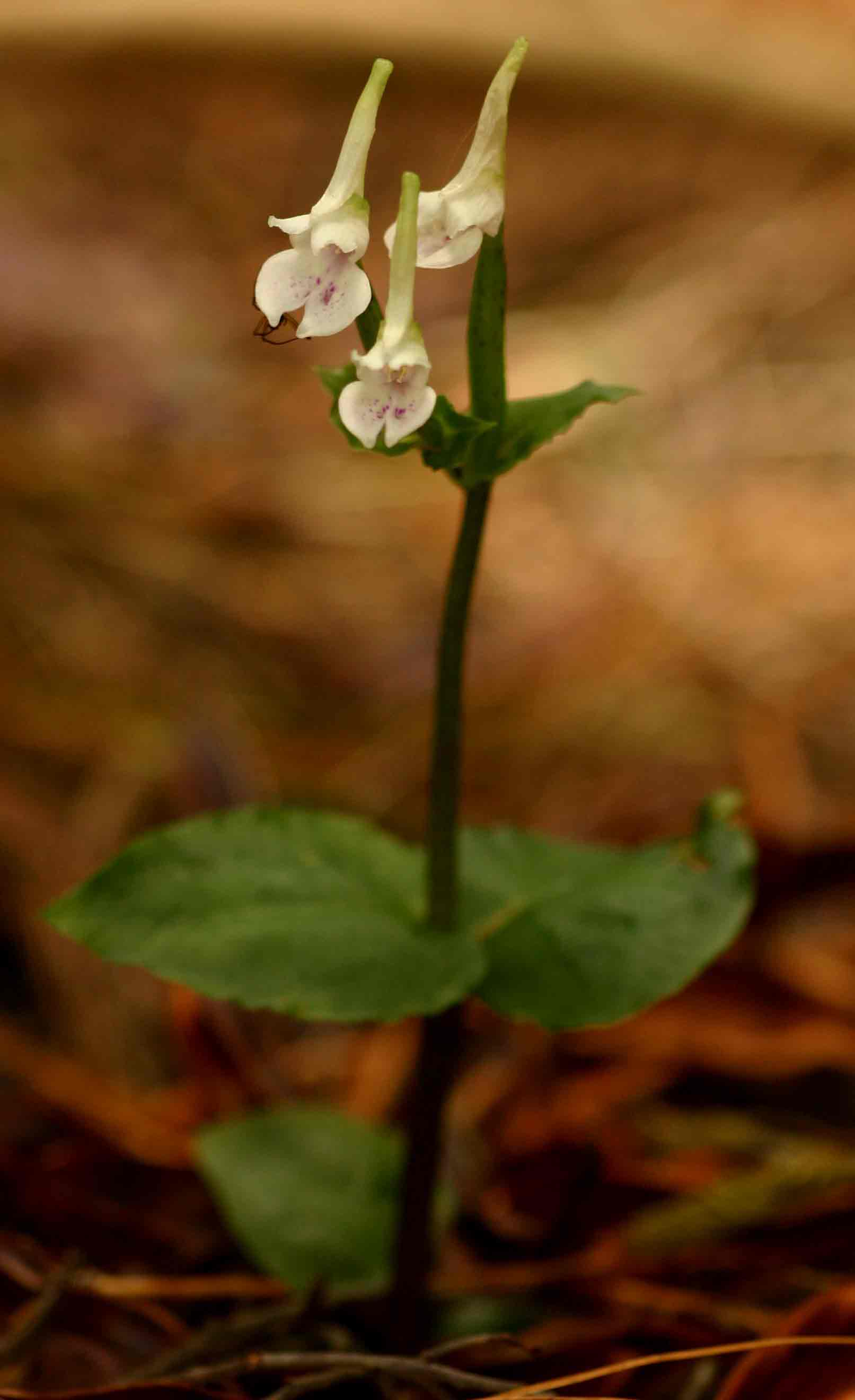Disperis anthoceros