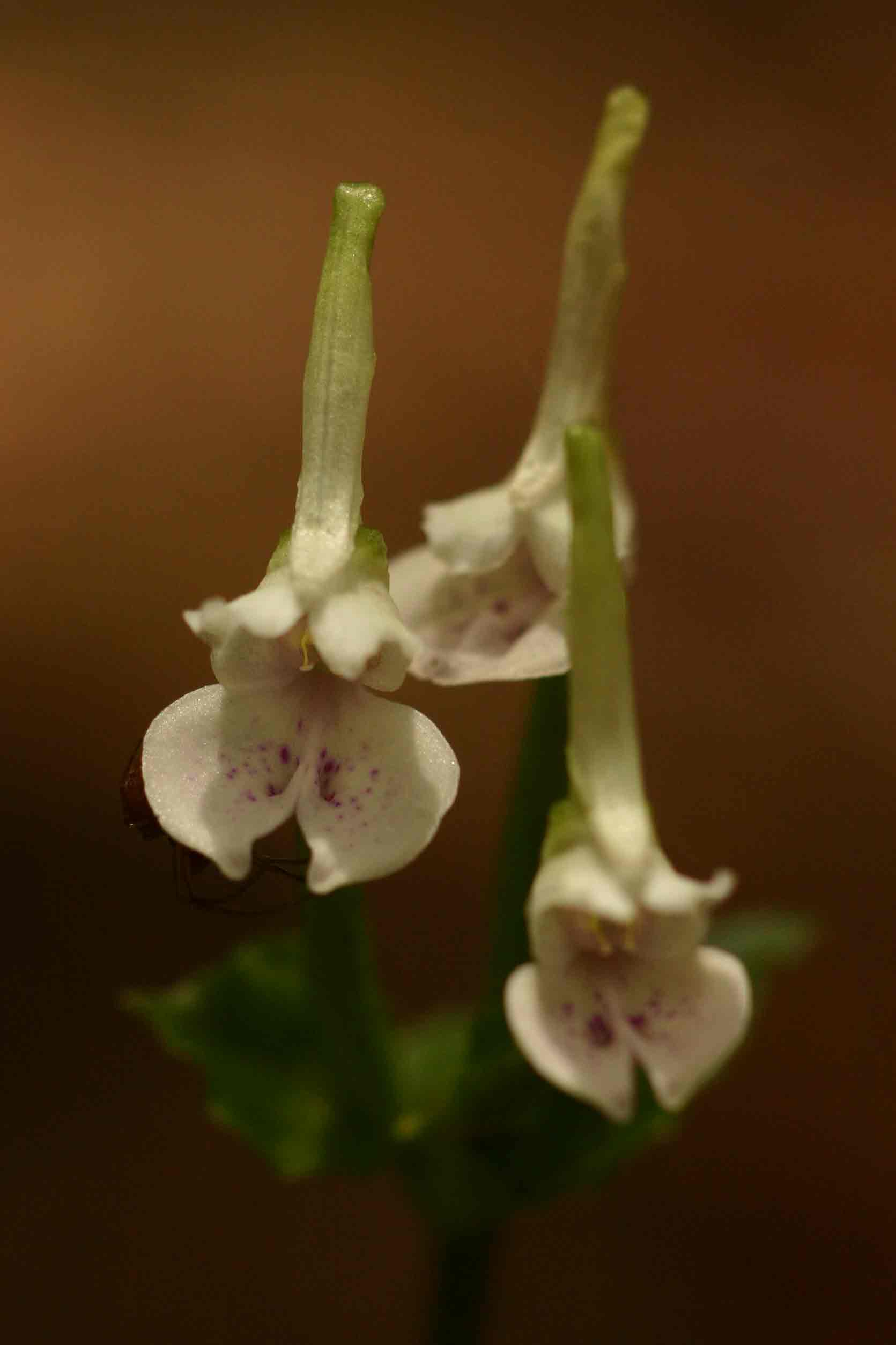 Disperis anthoceros