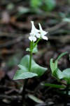 Disperis anthoceros