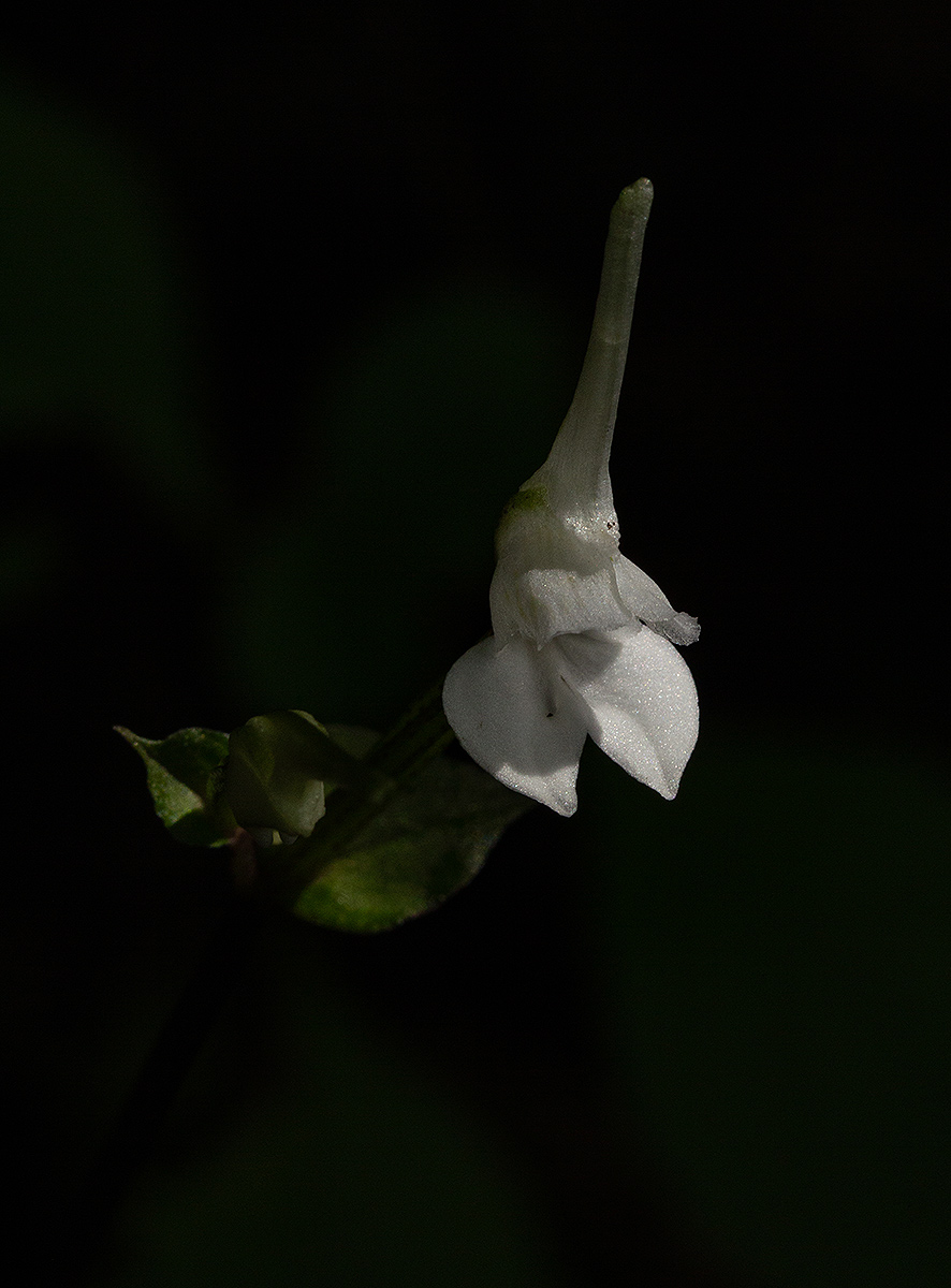 Disperis anthoceros