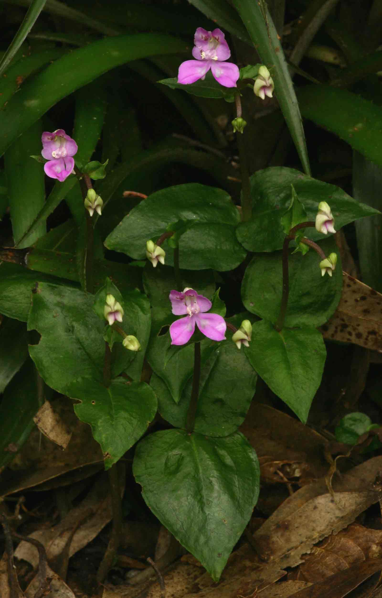 Disperis dicerochila