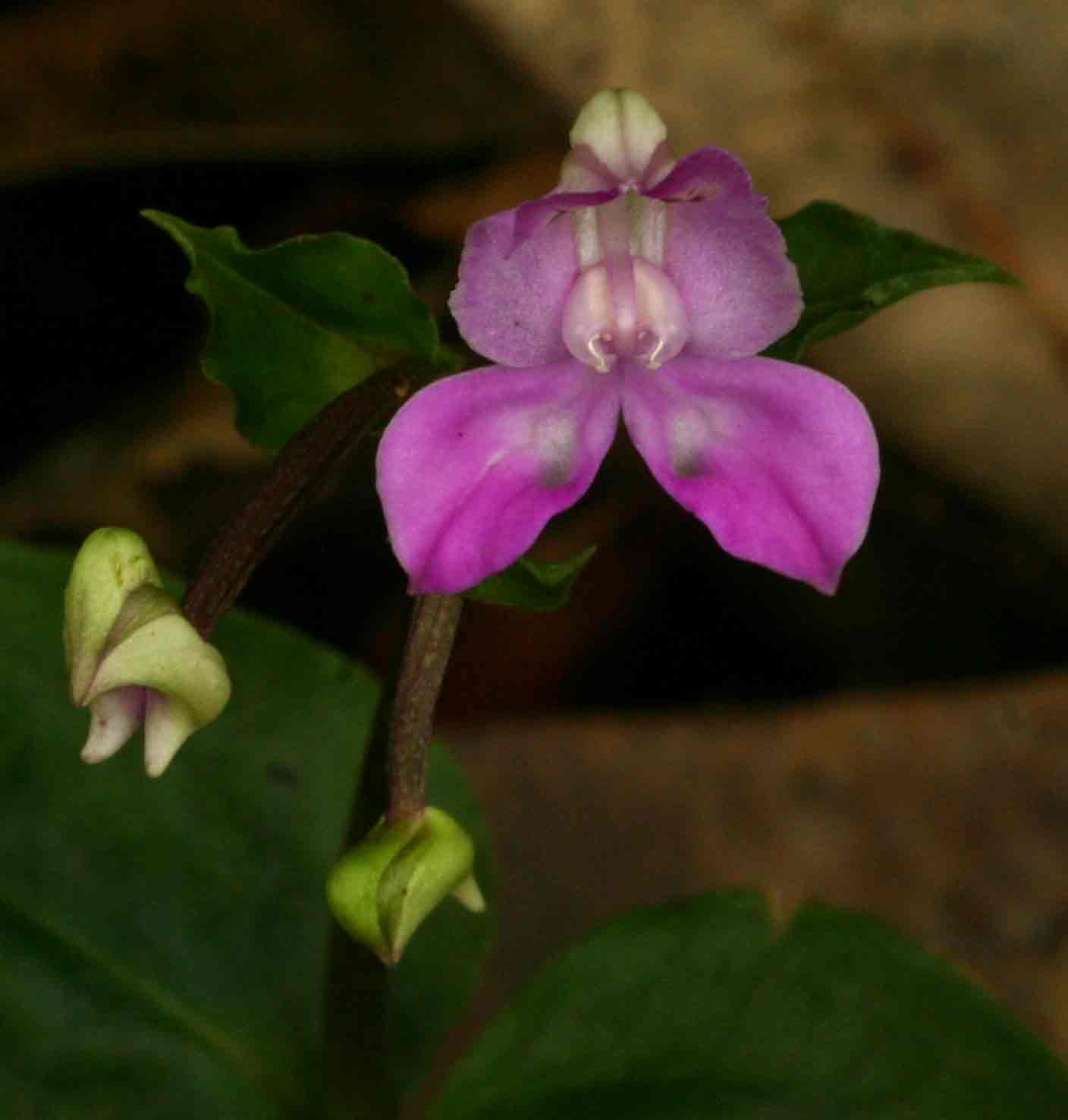 Disperis dicerochila