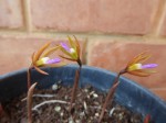 Nervilia adolphi var. adolphi