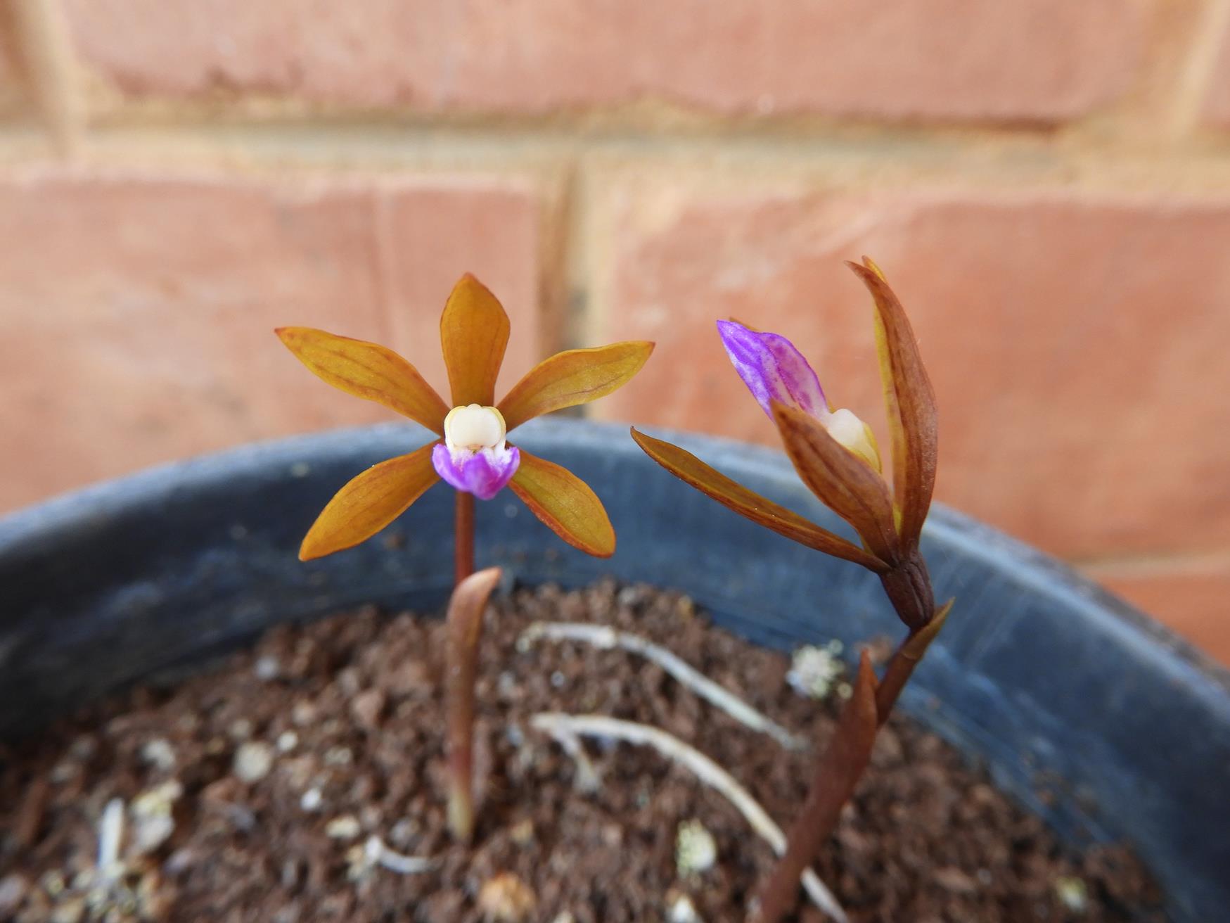 Nervilia adolphi var. adolphi Nervilia adolphi var. adolphi