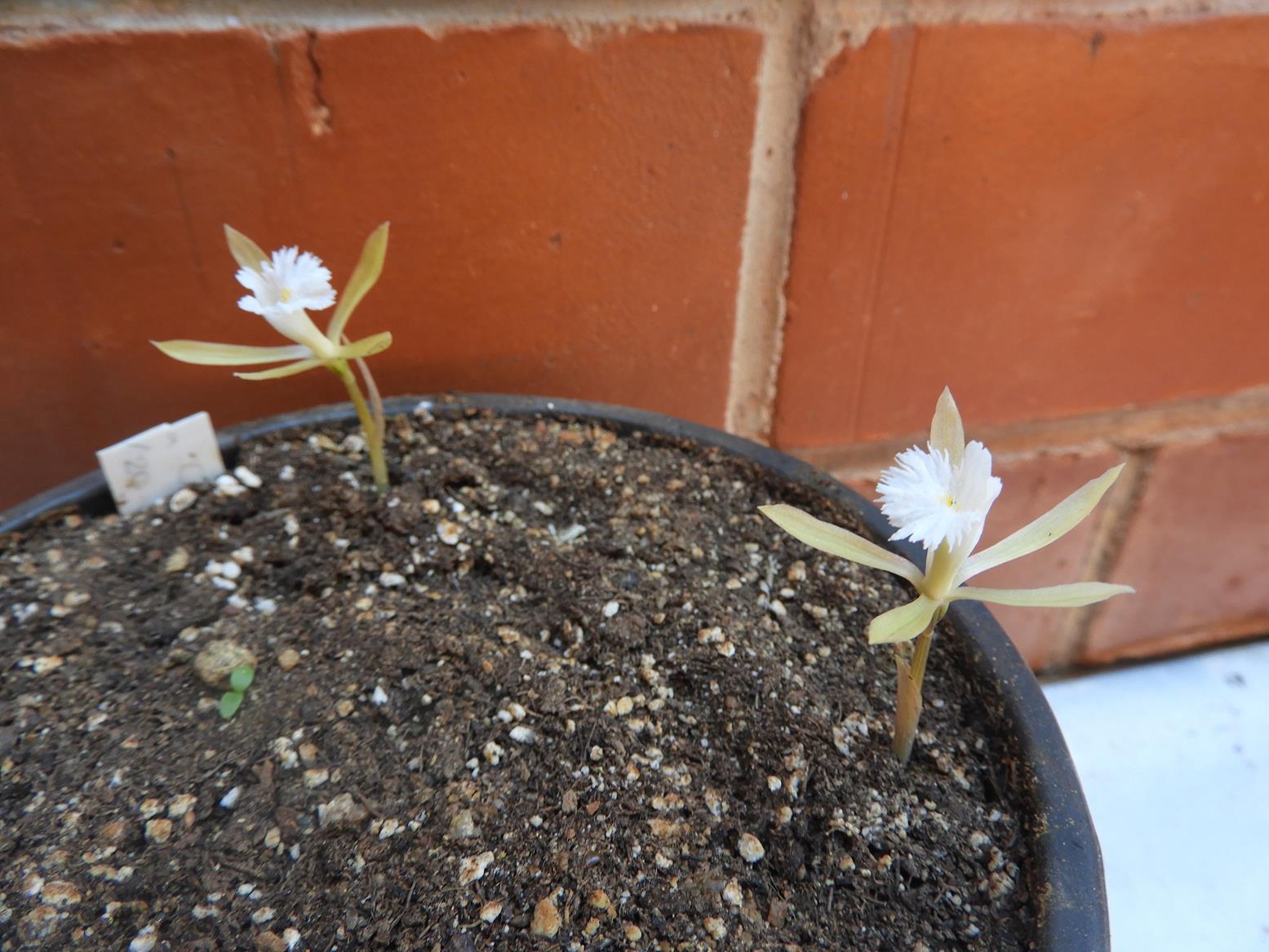 Nervilia crociformis