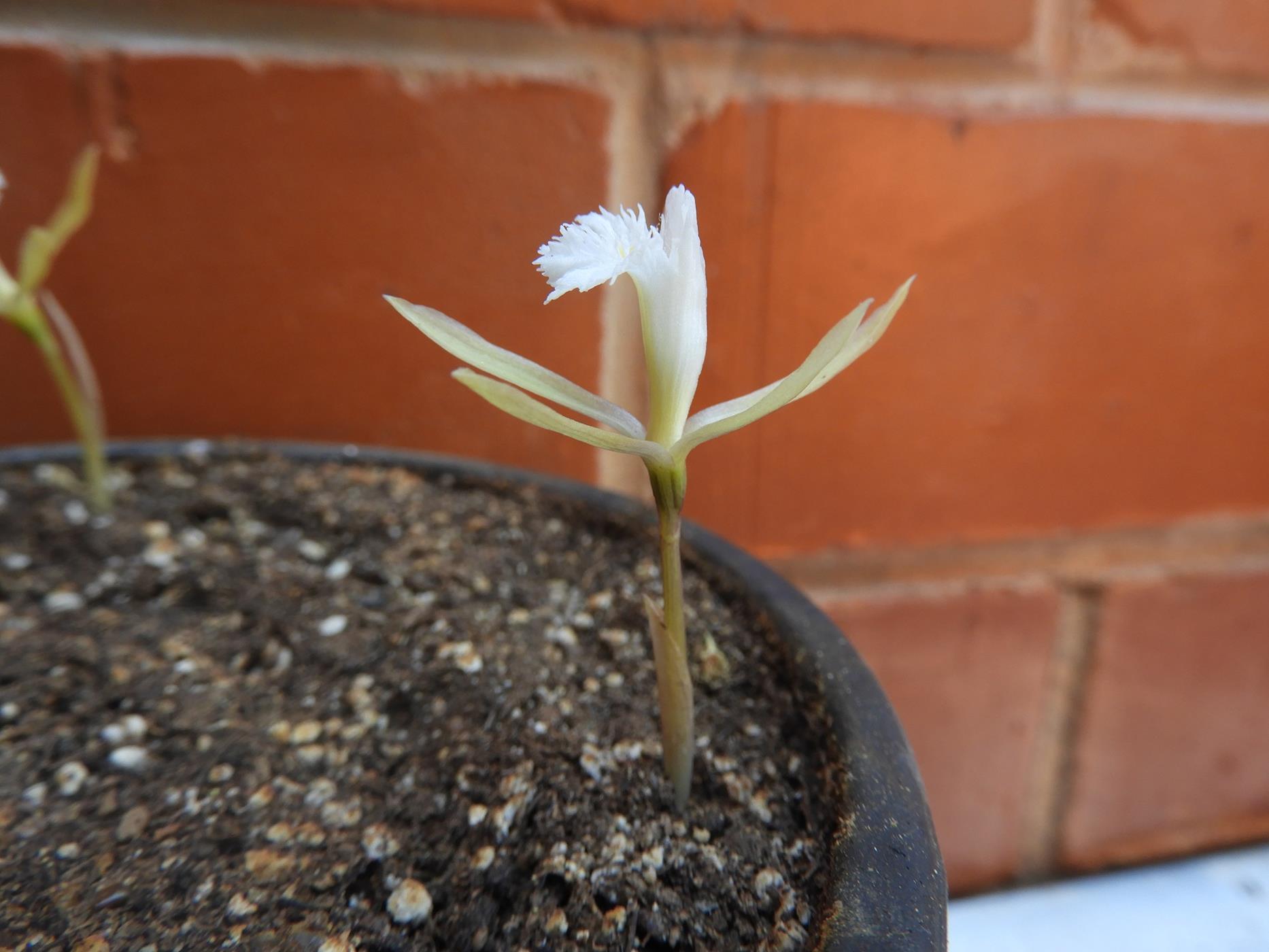 Nervilia crociformis