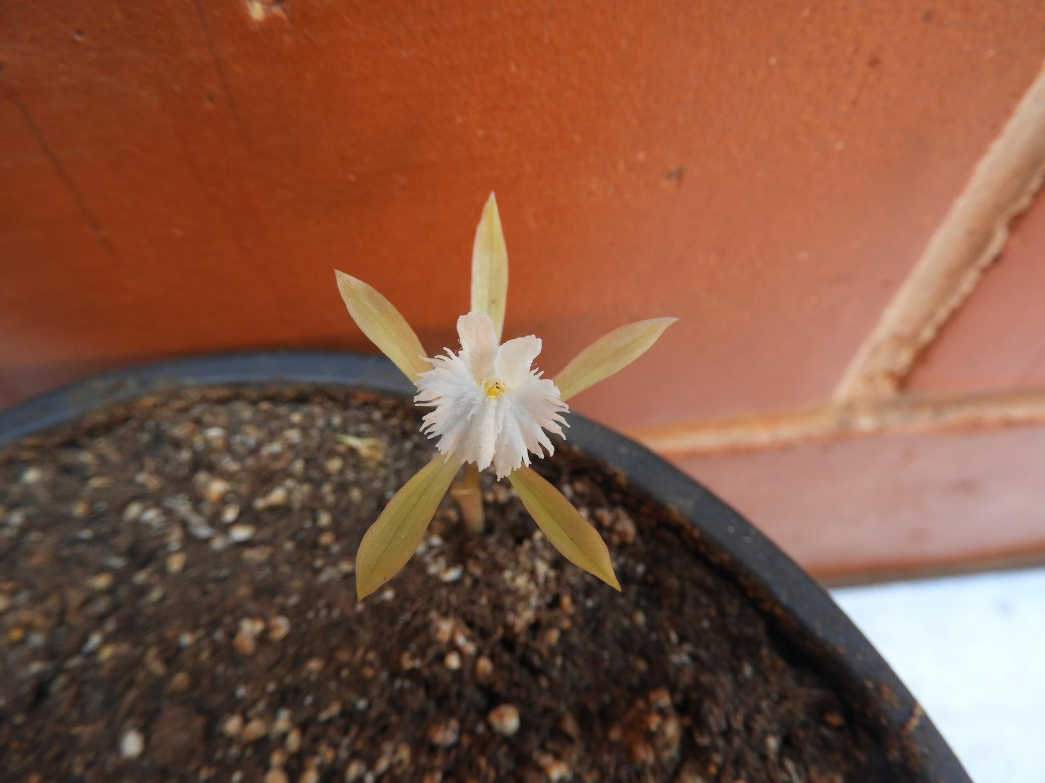 Nervilia crociformis