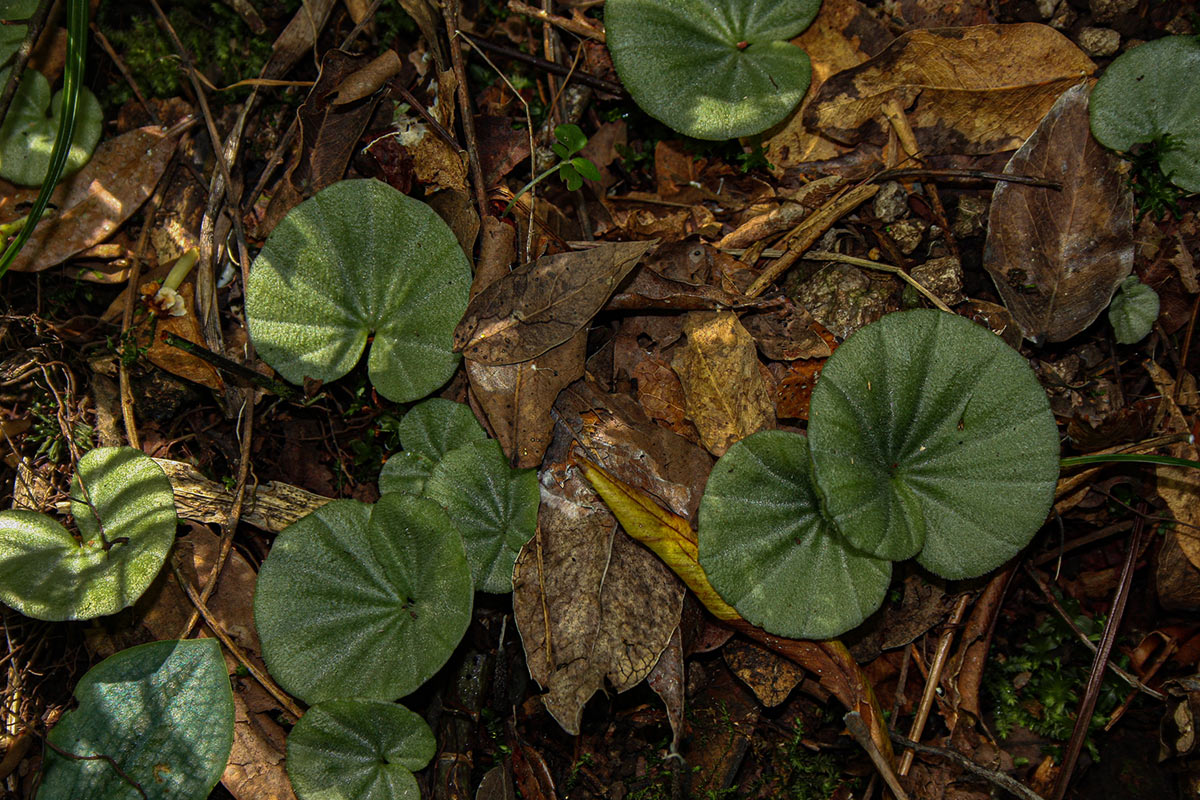Nervilia crociformis