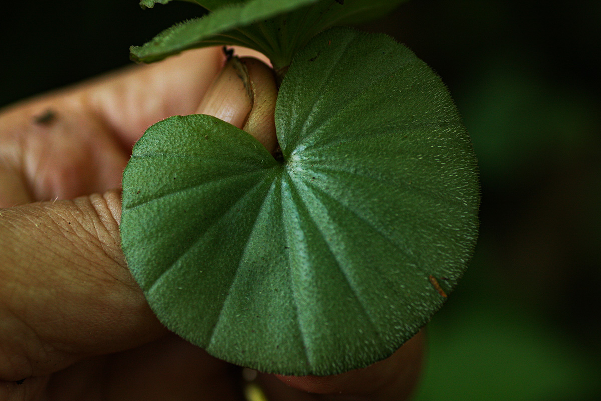 Nervilia crociformis Nervilia crociformis
