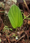 Nervilia shirensis