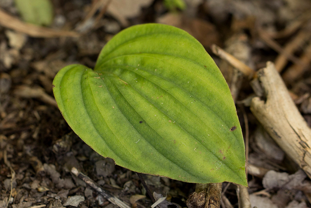 Nervilia shirensis