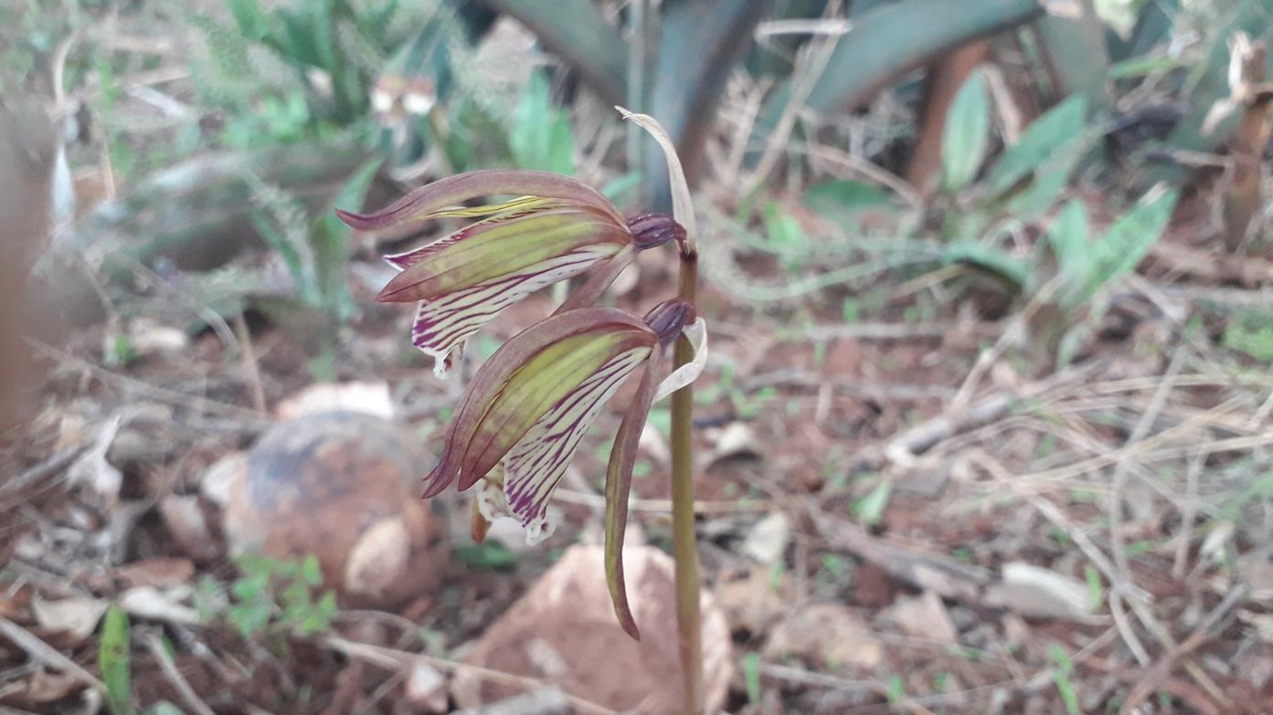 Nervilia shirensis