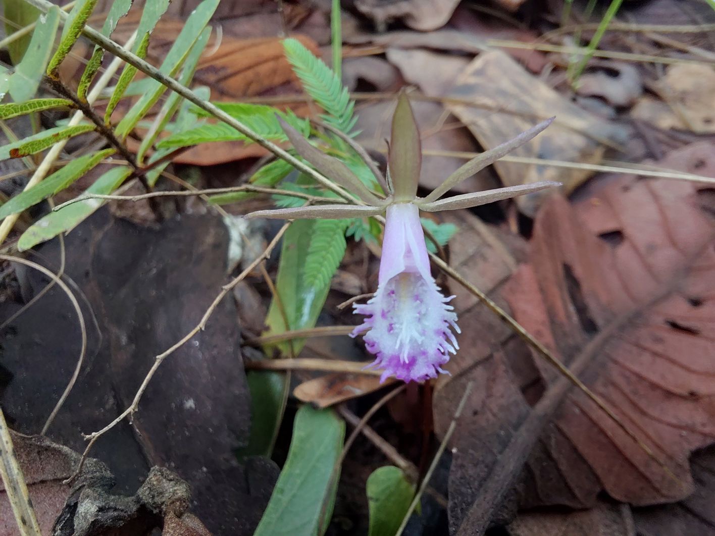 Nervilia stolziana Nervilia stolziana