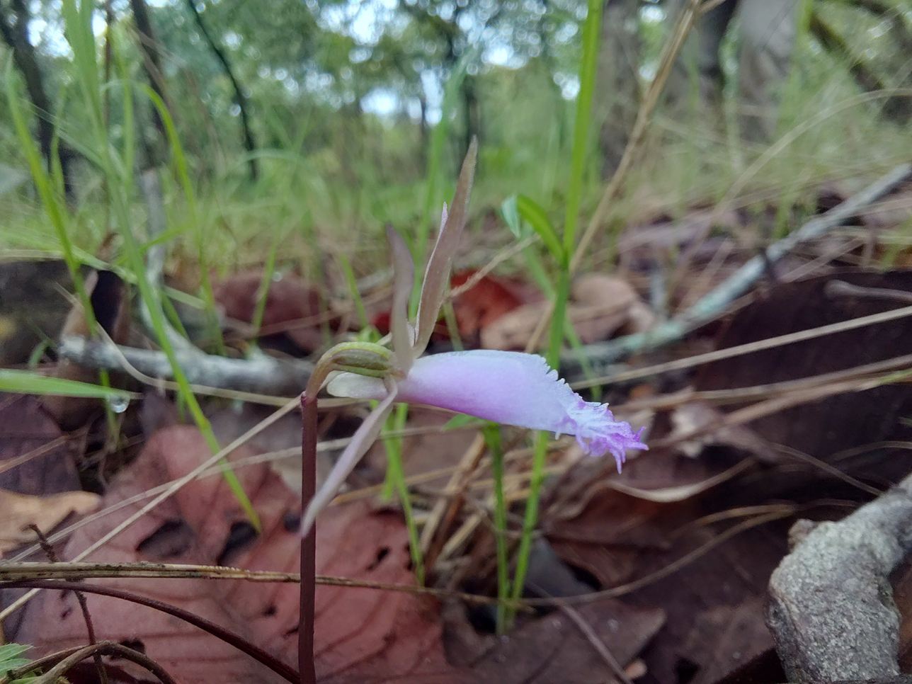 Nervilia stolziana Nervilia stolziana