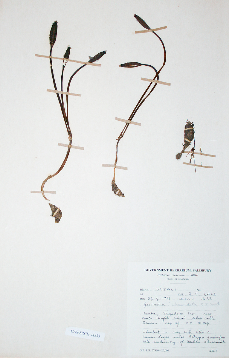 Gastrodia ballii