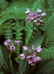 Calanthe sylvatica