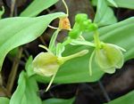 Liparis bowkeri