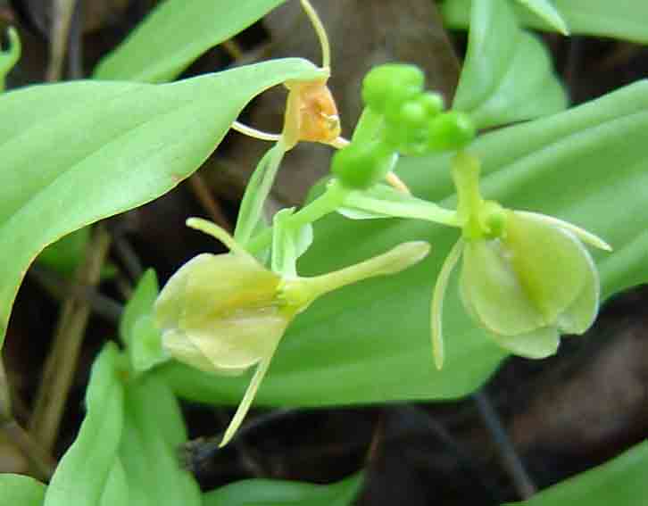 Liparis bowkeri