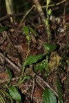 Liparis bowkeri