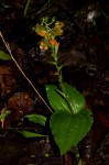 Liparis bowkeri