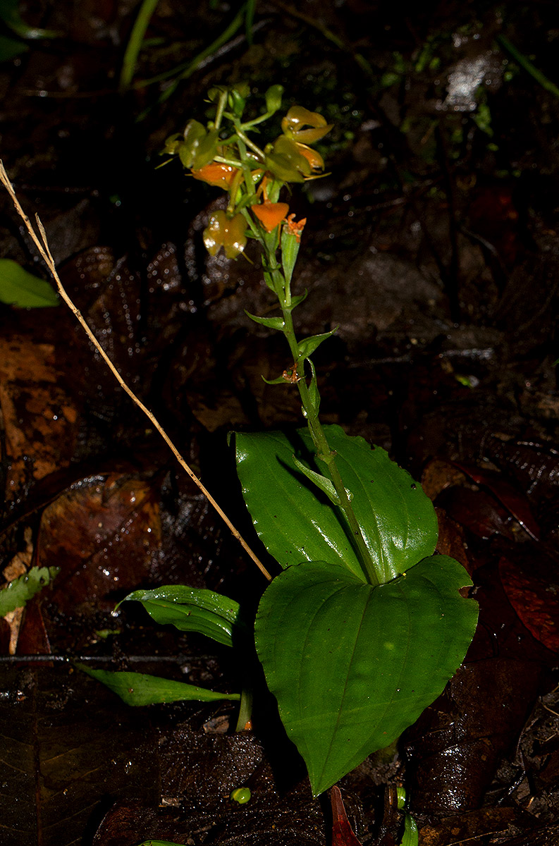 Liparis bowkeri