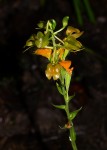 Liparis bowkeri