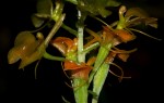 Liparis bowkeri