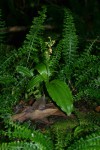 Liparis bowkeri