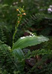 Liparis bowkeri