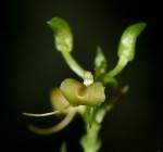 Liparis bowkeri