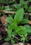 Liparis bowkeri