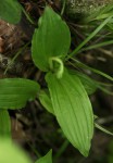 Liparis bowkeri