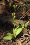 Liparis bowkeri