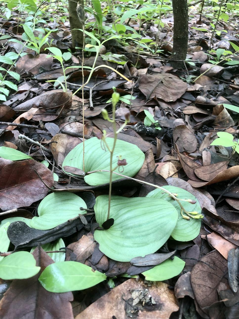 Liparis mulindana