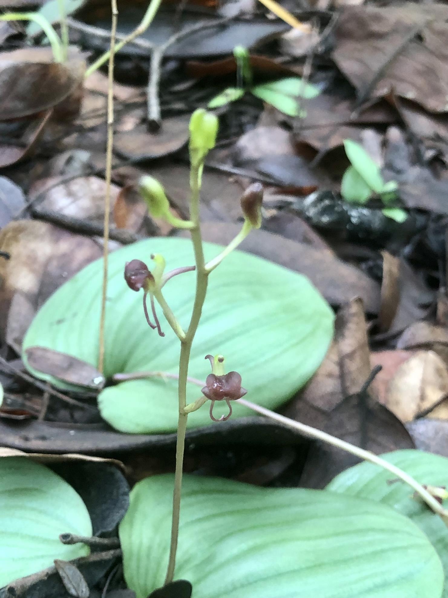 Liparis mulindana
