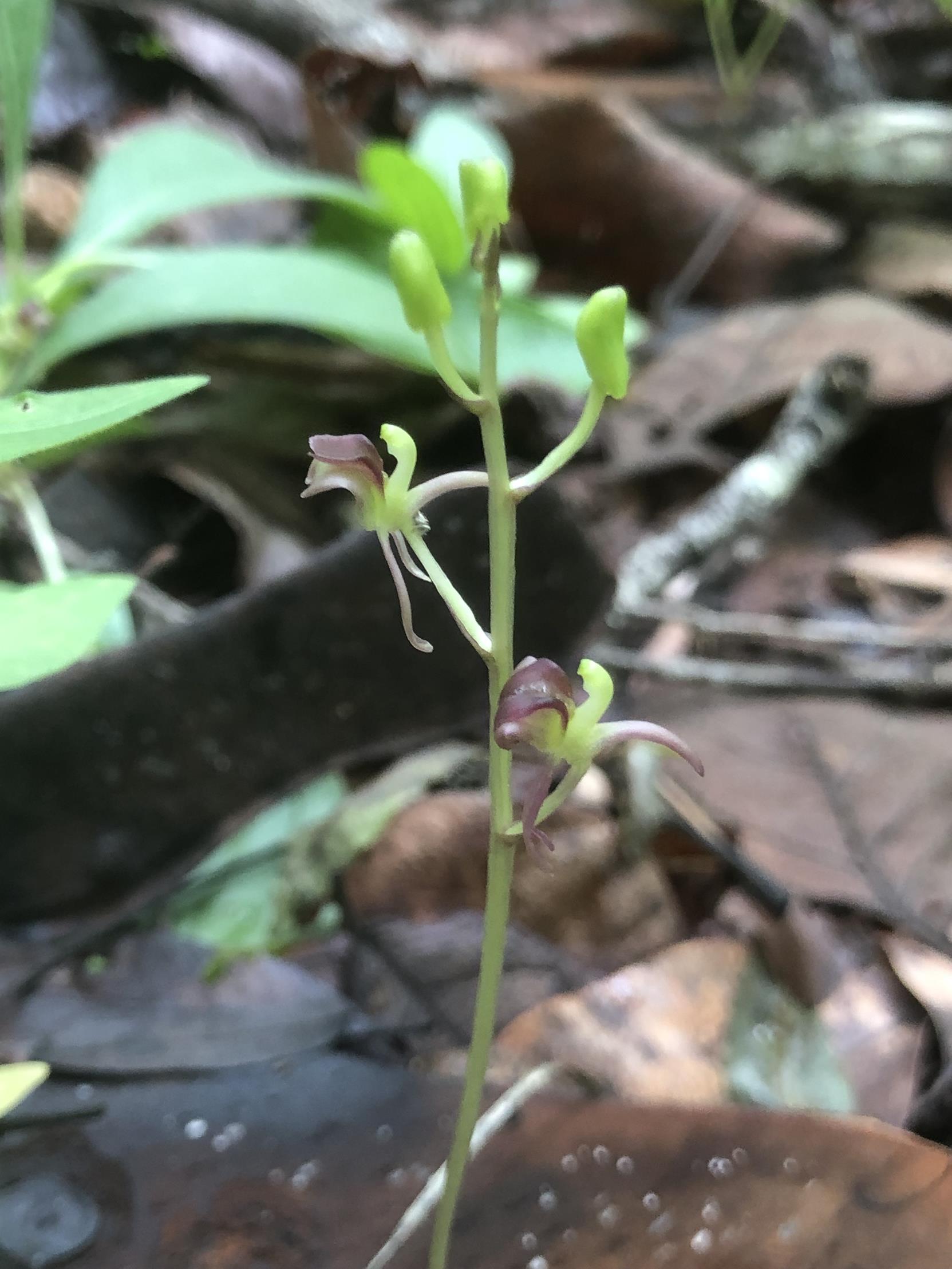 Liparis mulindana