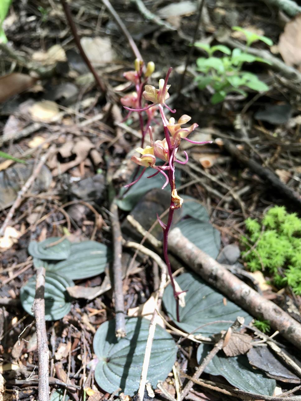 Liparis mulindana