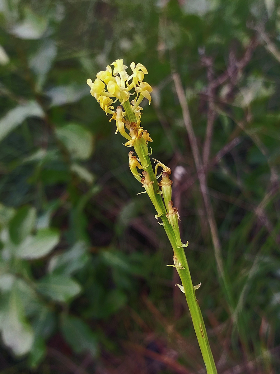 Liparis nervosa