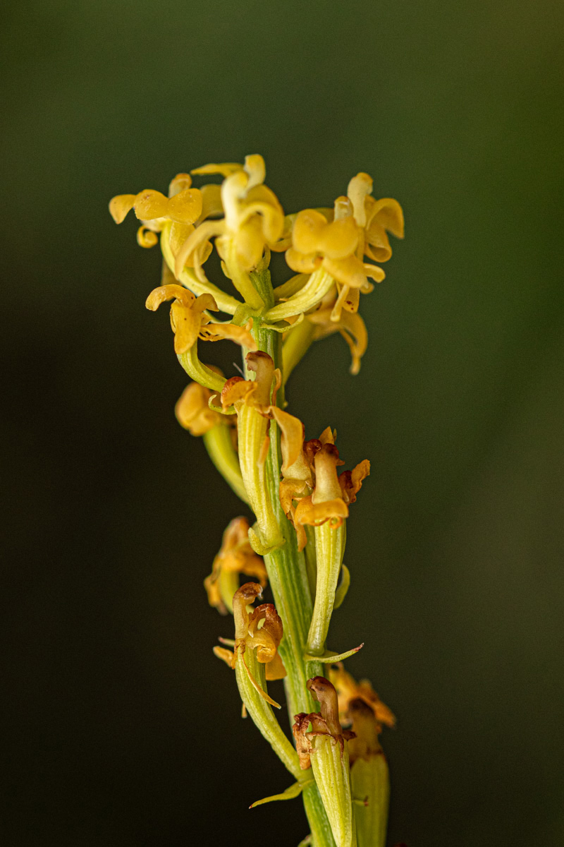Liparis nervosa