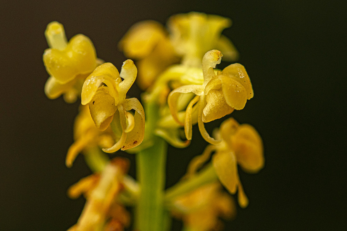 Liparis nervosa