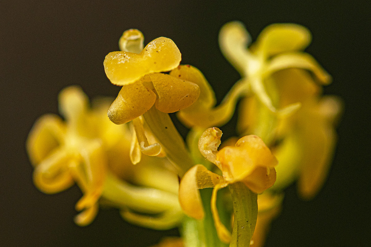 Liparis nervosa