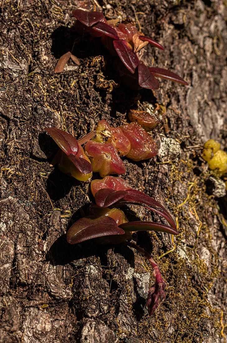 Bulbophyllum elliotii