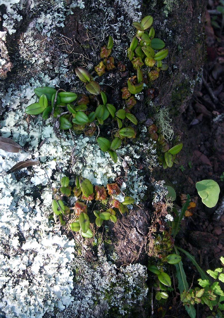 Bulbophyllum elliotii