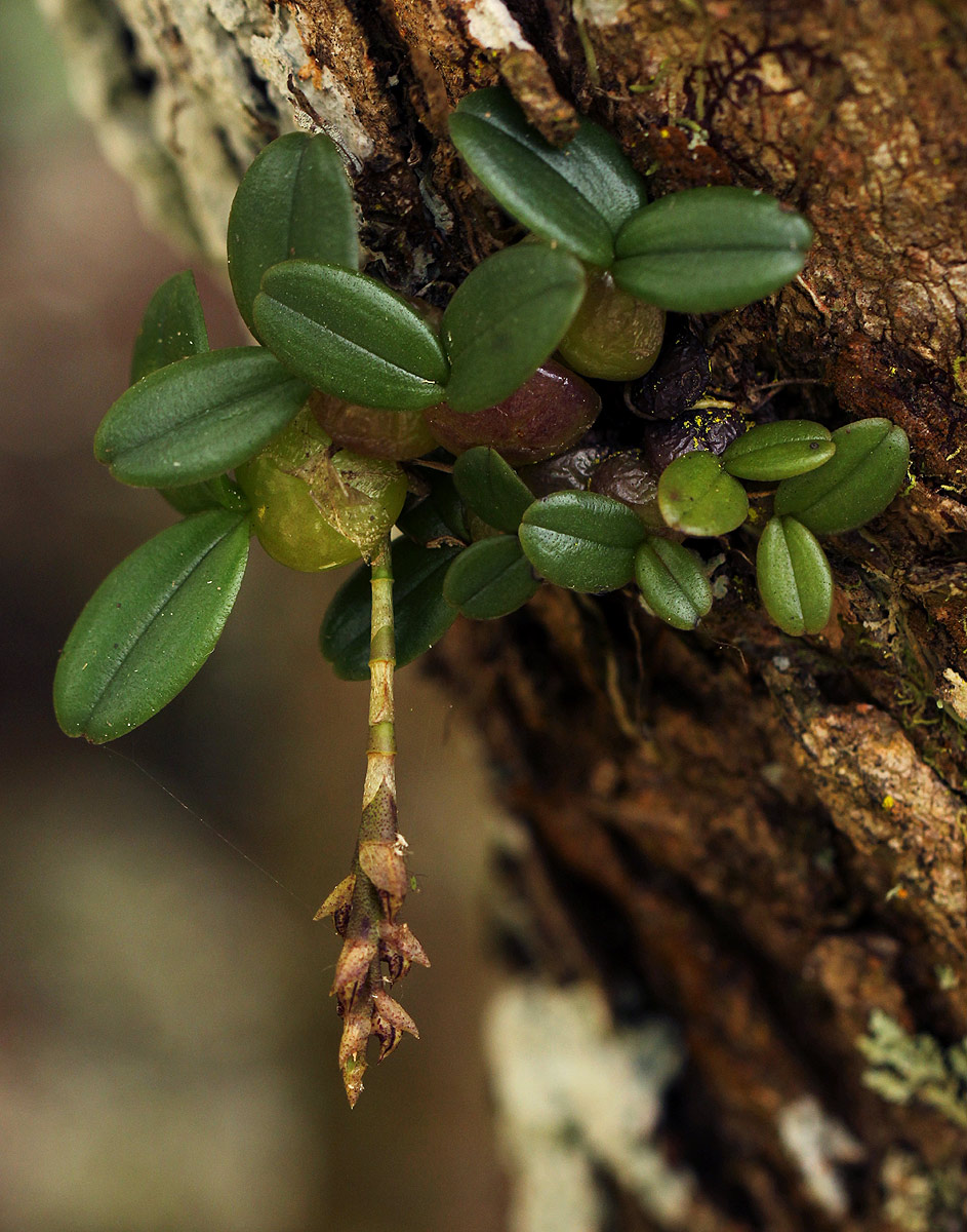 Bulbophyllum elliotii