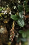 Bulbophyllum elliotii