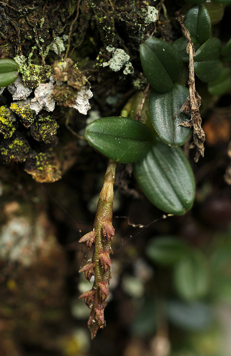 Bulbophyllum elliotii