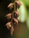 Bulbophyllum elliotii