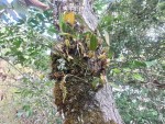 Bulbophyllum encephalodes