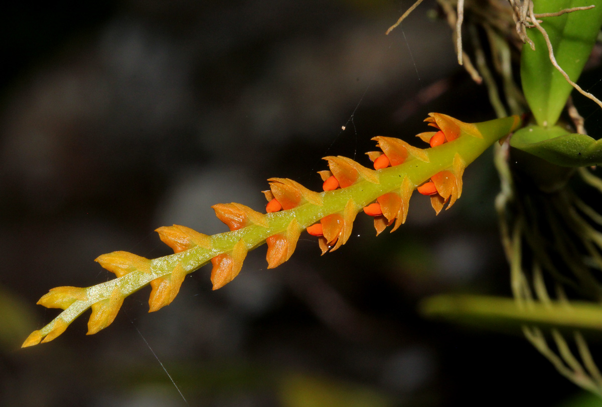 Bulbophyllum fuscum var. melinostachyum